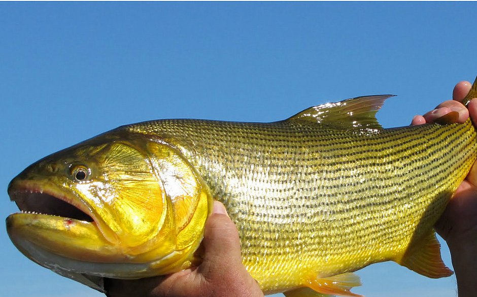 Dourado: o peixe que virou símbolo da conservação da biodiversidade no ...